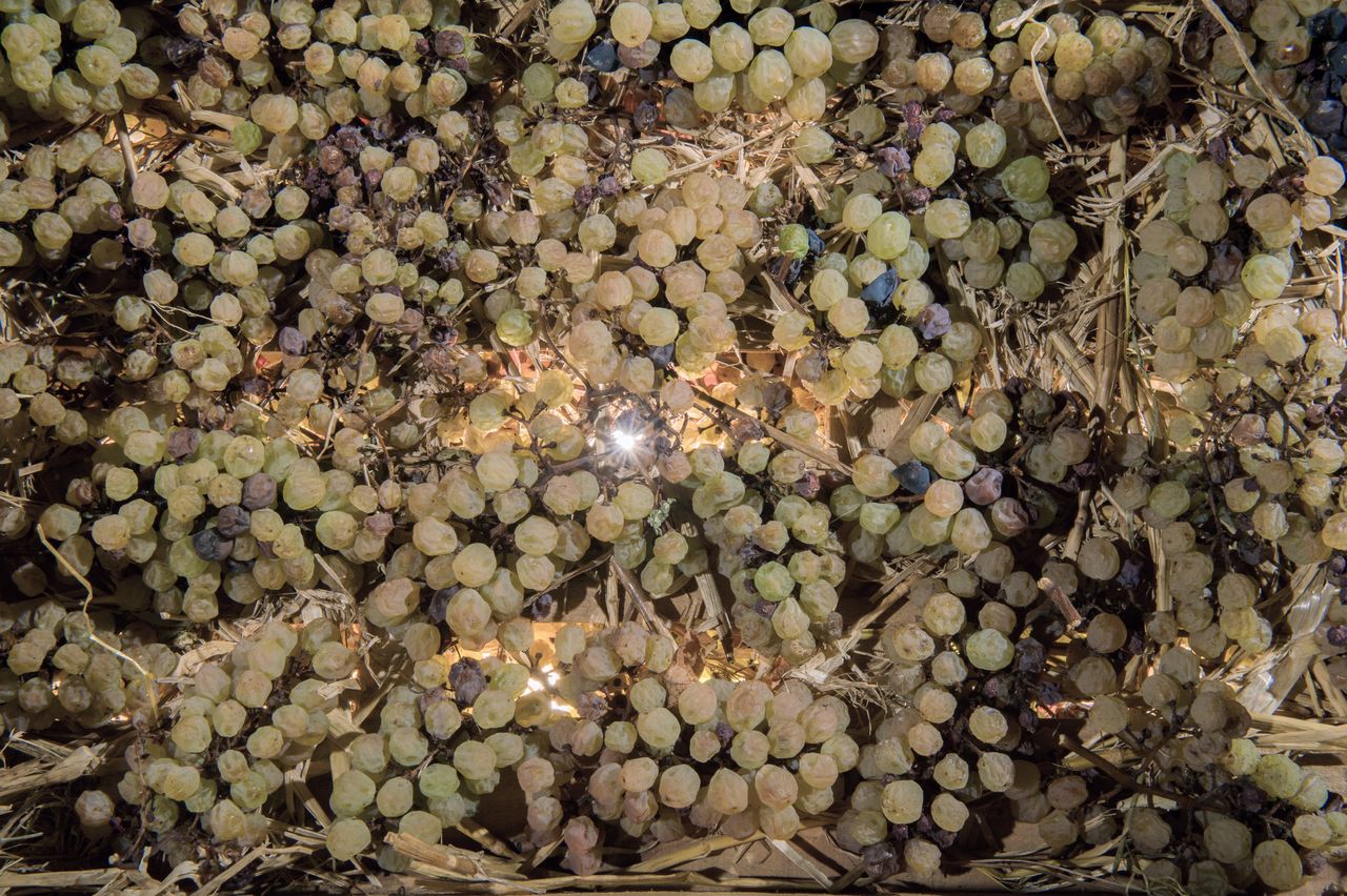 Vignoble Technique Vin de paille VDP-0018